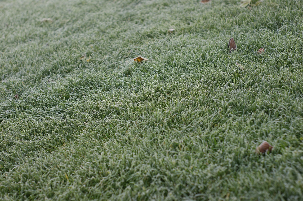 frost cold freeze free photo