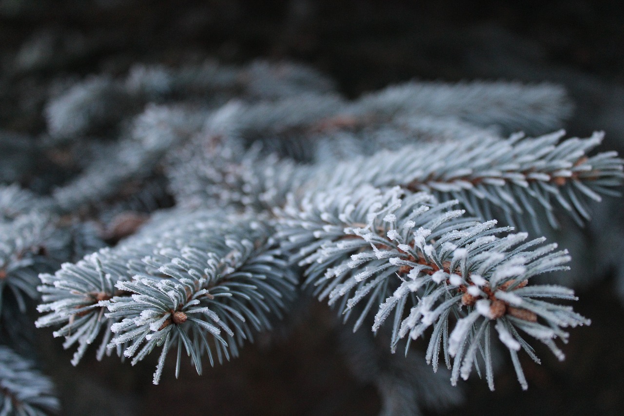 frost branch pine free photo