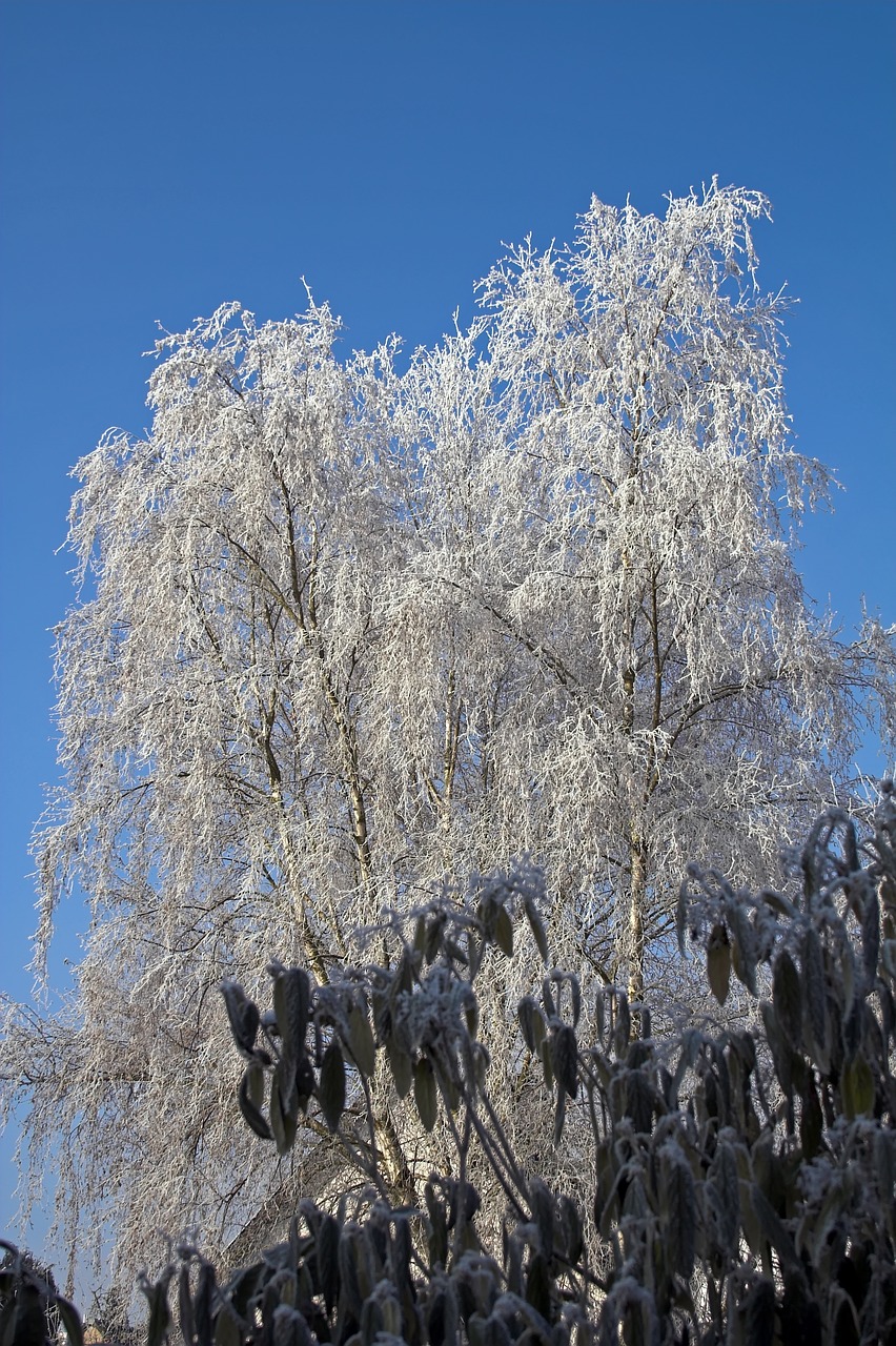 frost tree nature free photo