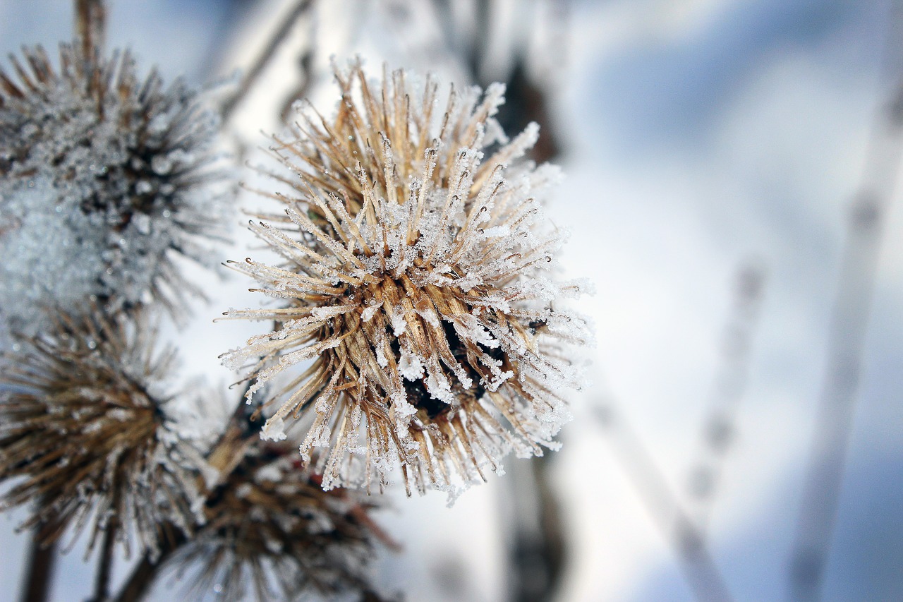 frost snow nature free photo