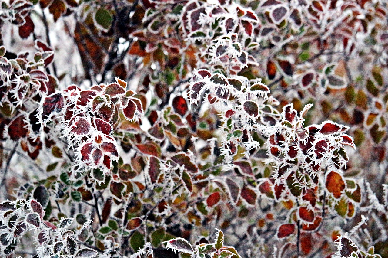frost leaves hoarfrost free photo