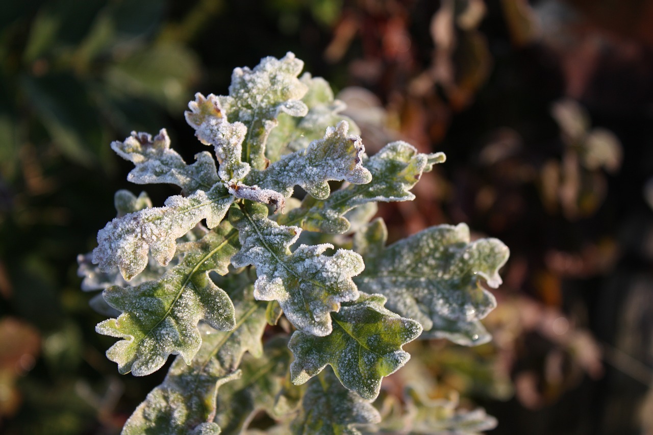 frost plant winter free photo