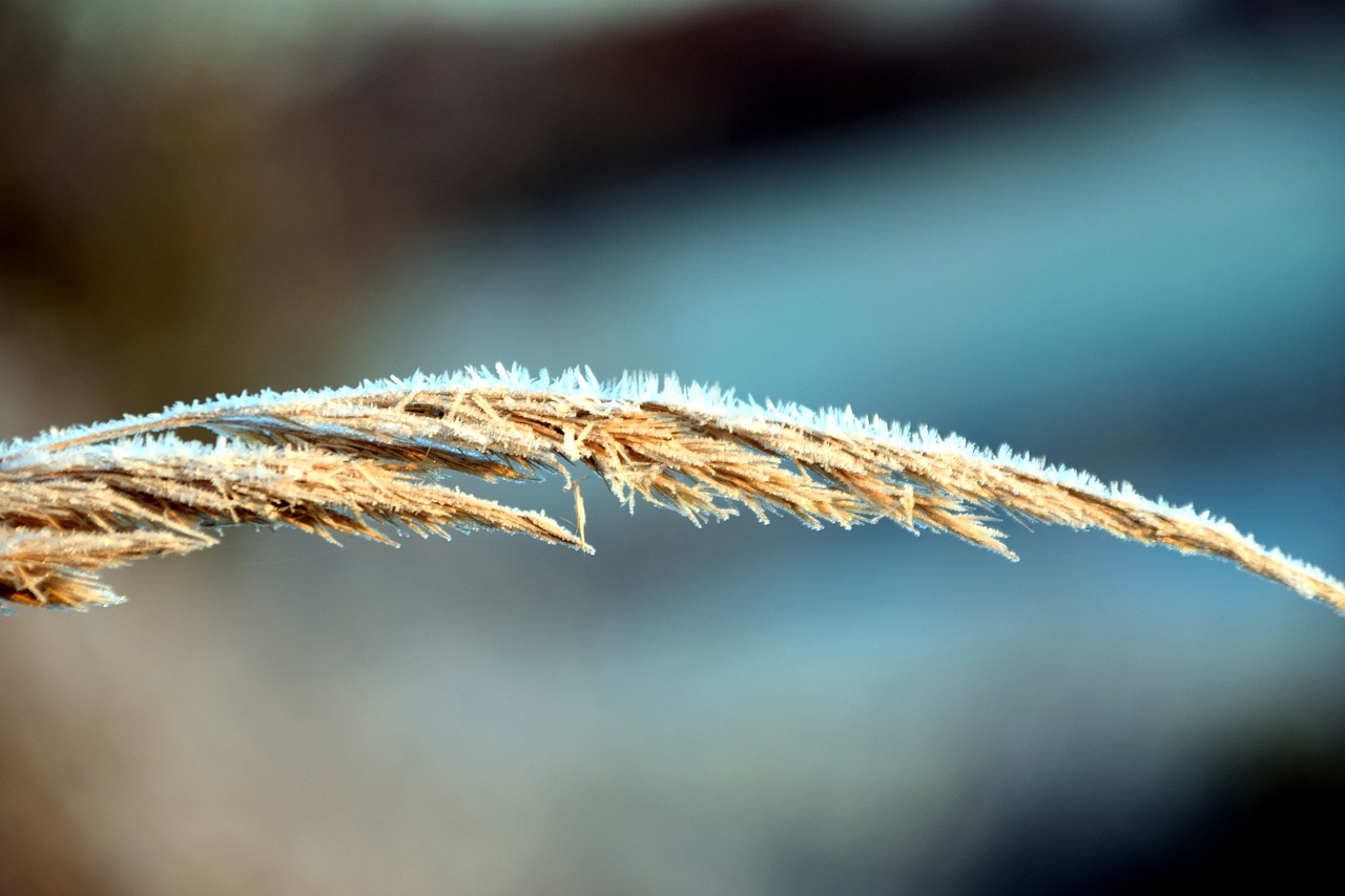 frost grass cold free photo
