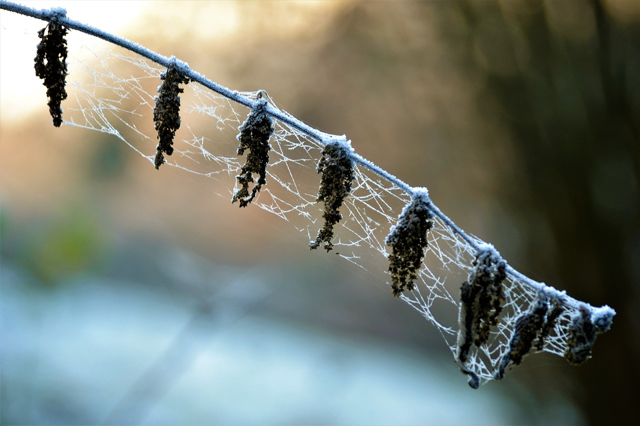 frost icy cobweb free photo