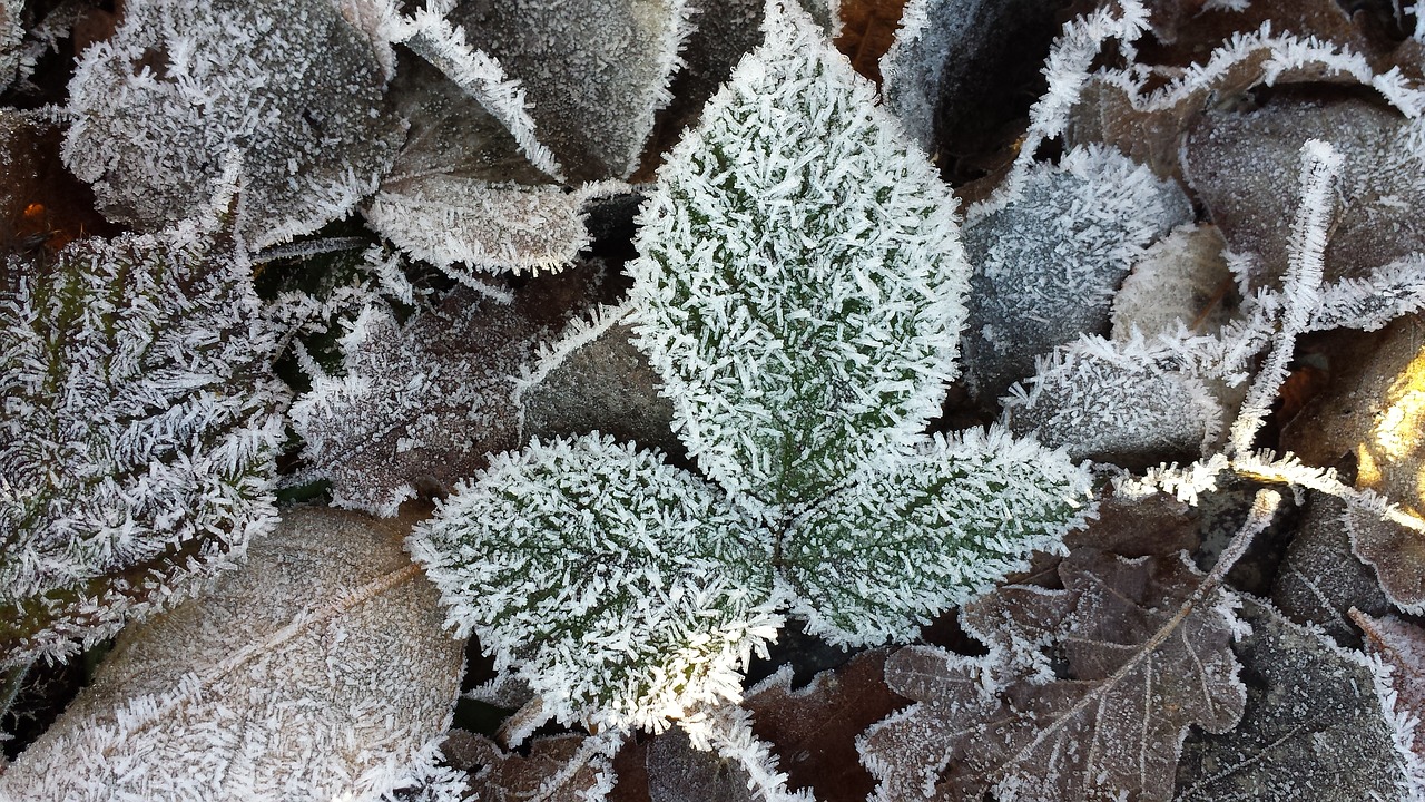 frost hoarfrost leaf free photo