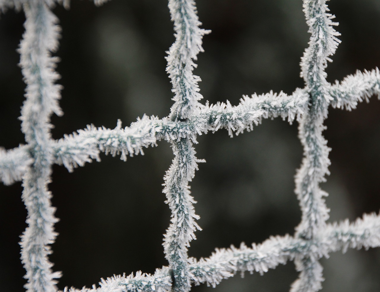 frost fence winter free photo