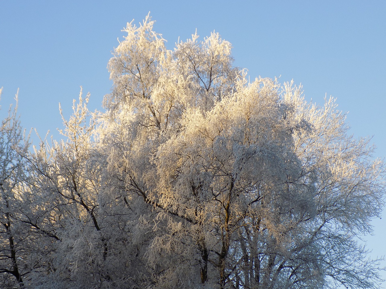 frost cold frozen free photo