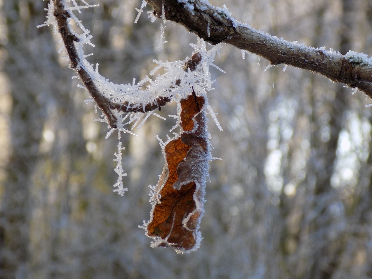 frost cold frozen free photo