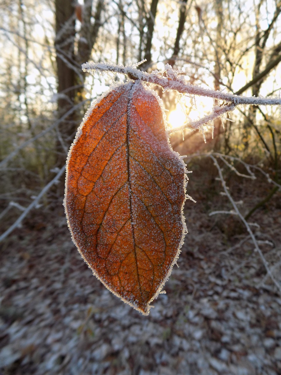 frost cold frozen free photo