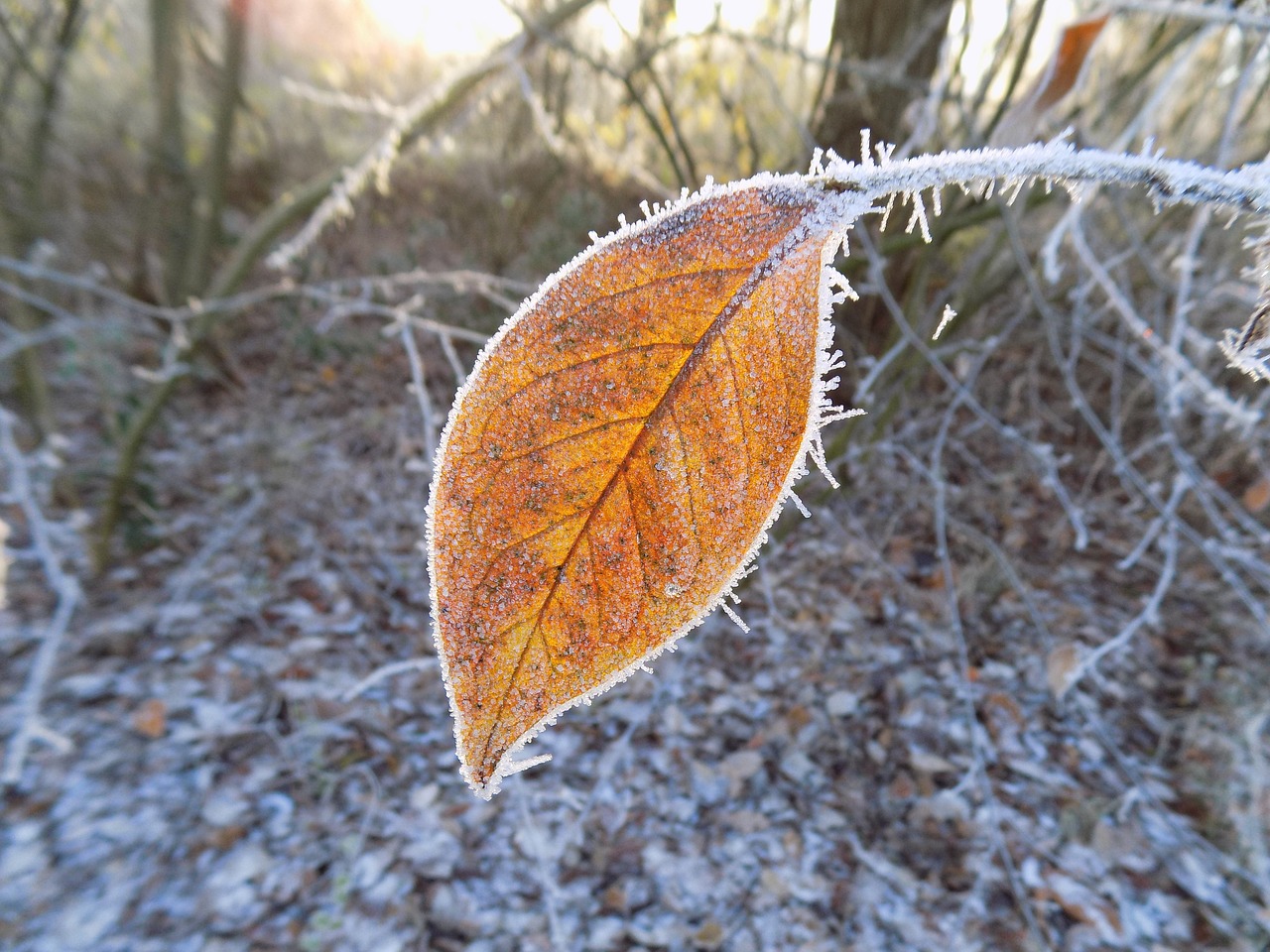 frost cold frozen free photo