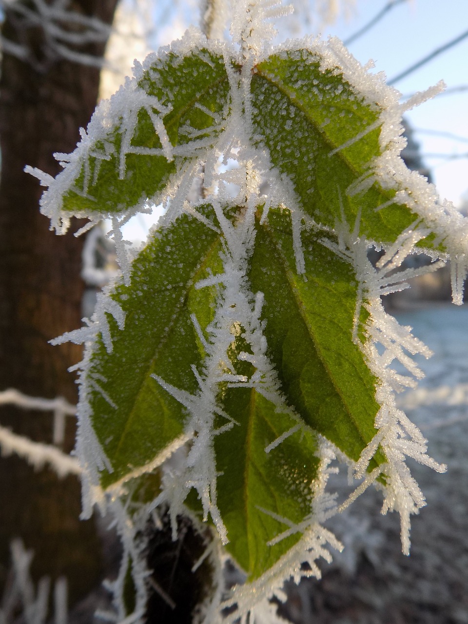 frost cold frozen free photo