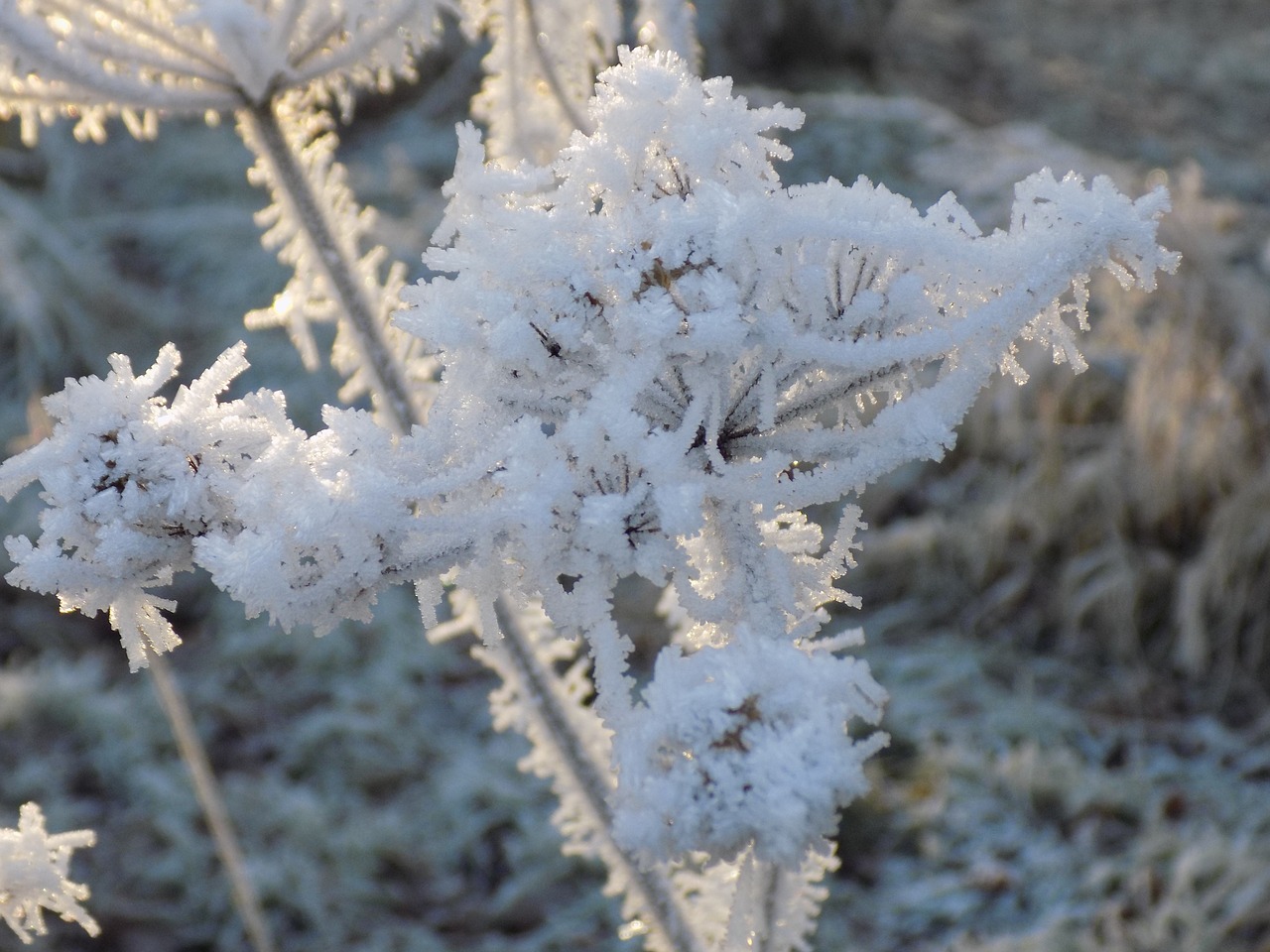 frost white icy free photo