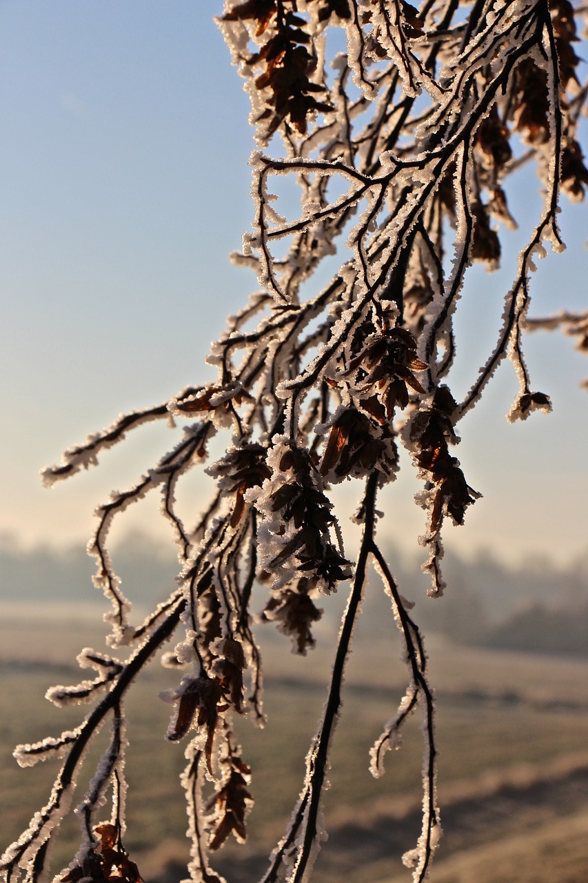 frost winter tree free photo