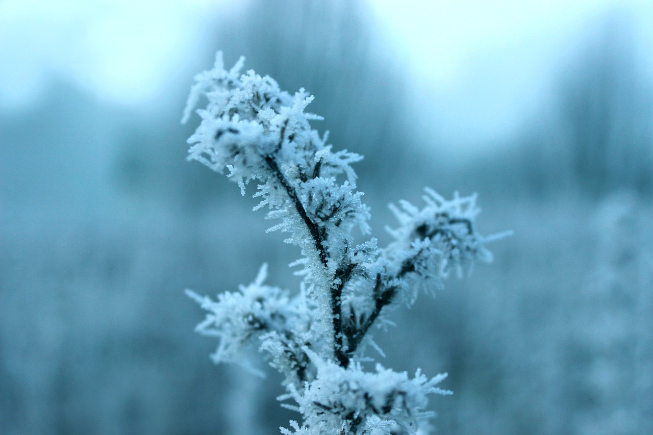 frost blue winter free photo