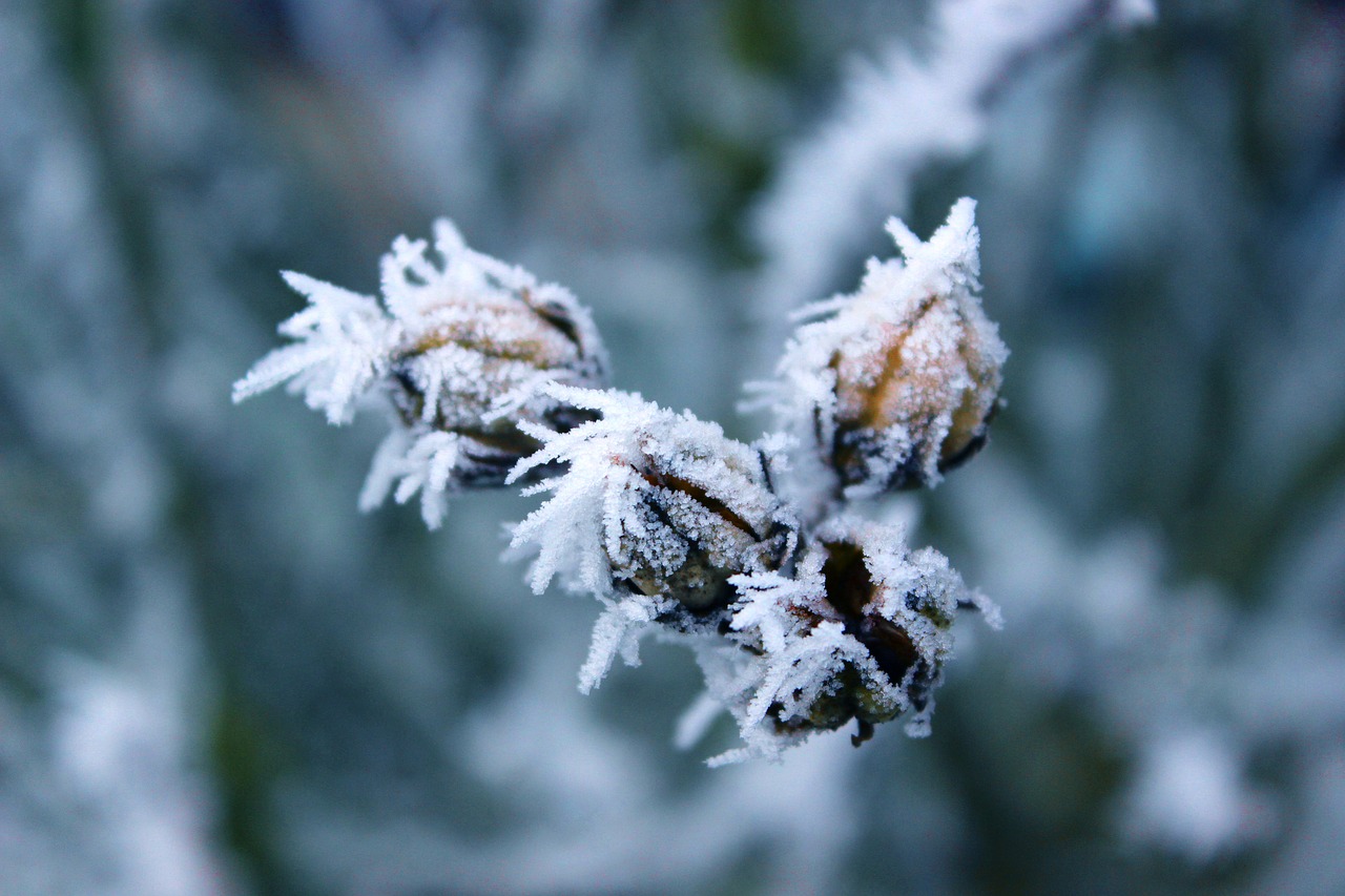 frost rigid winter free photo