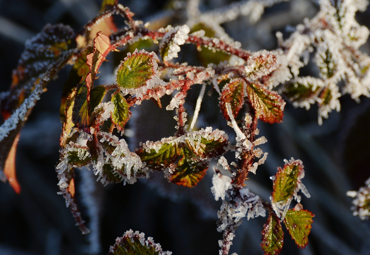 frost frozen leaves free photo