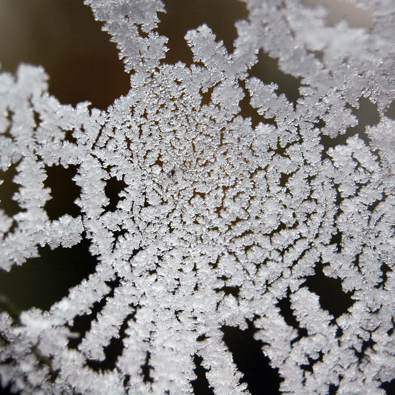 frost ice crystal winter free photo