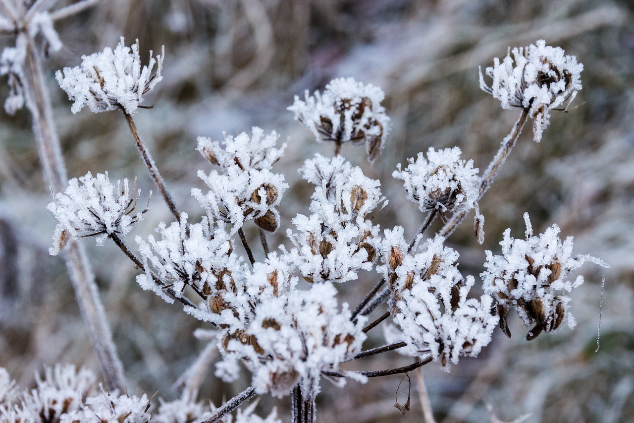 frost cold winter free photo