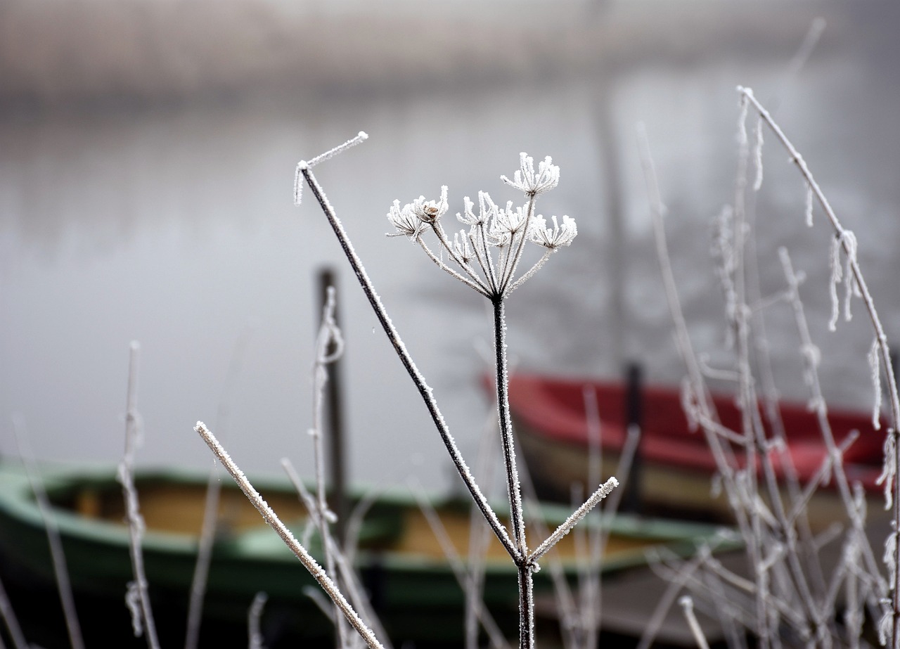 frost winter dreams free photo