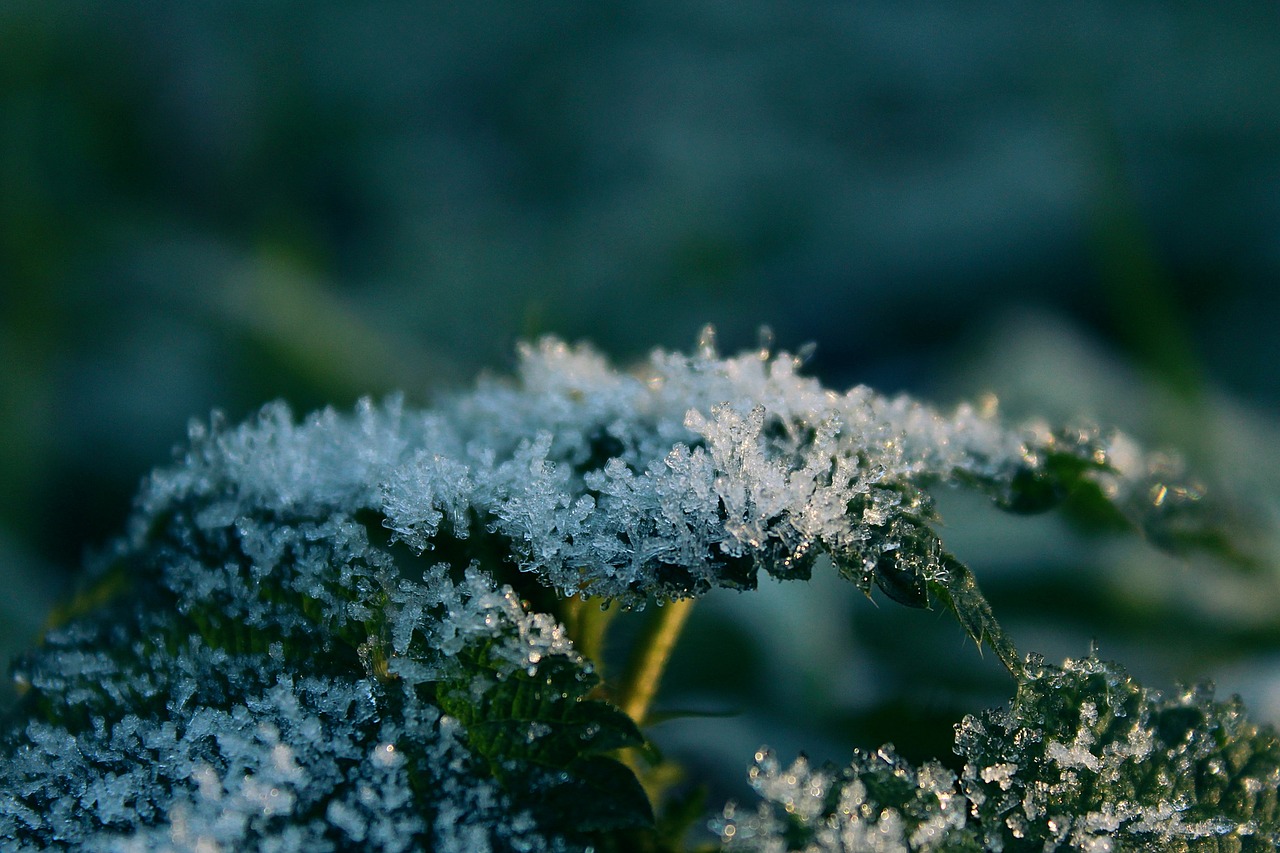 frost leaf nature free photo