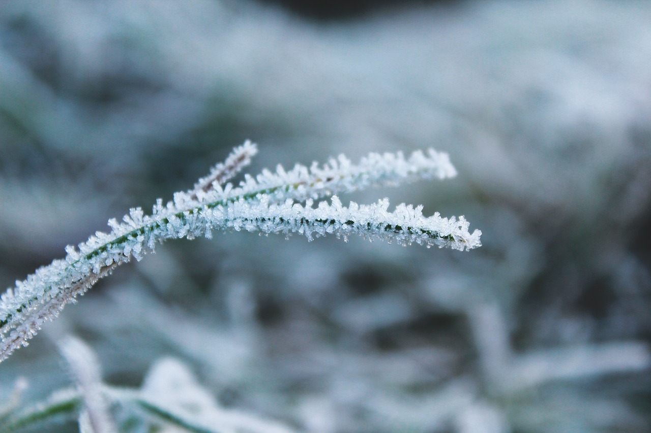 frost nature cold free photo