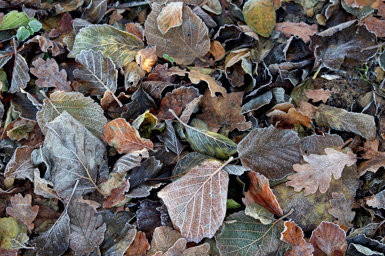 frost leaves cold free photo