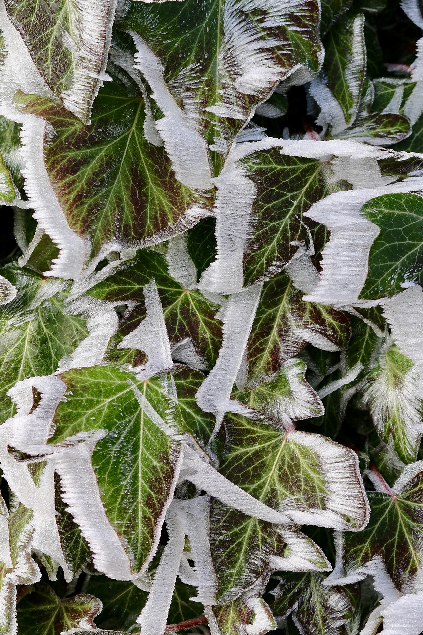 frost ivy eiskristalle free photo