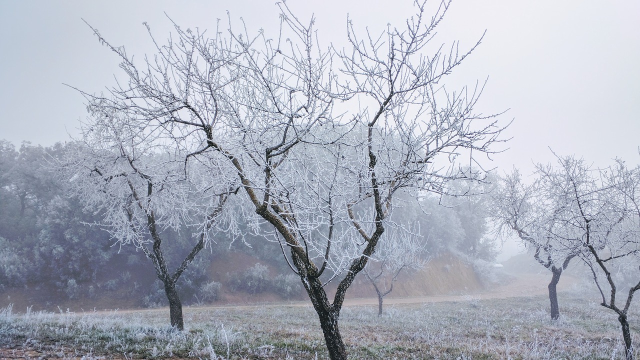 frost winter christmas free photo