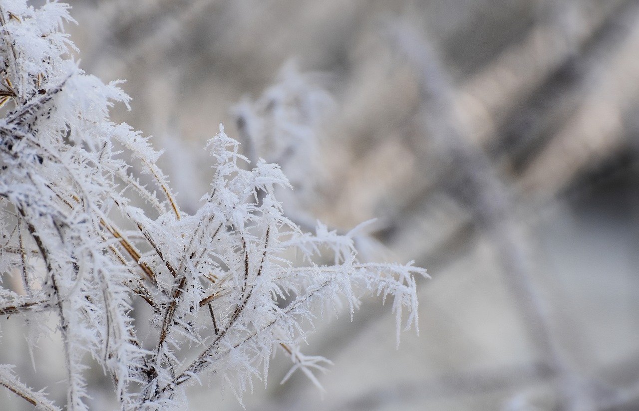 frost winter aesthetic free photo