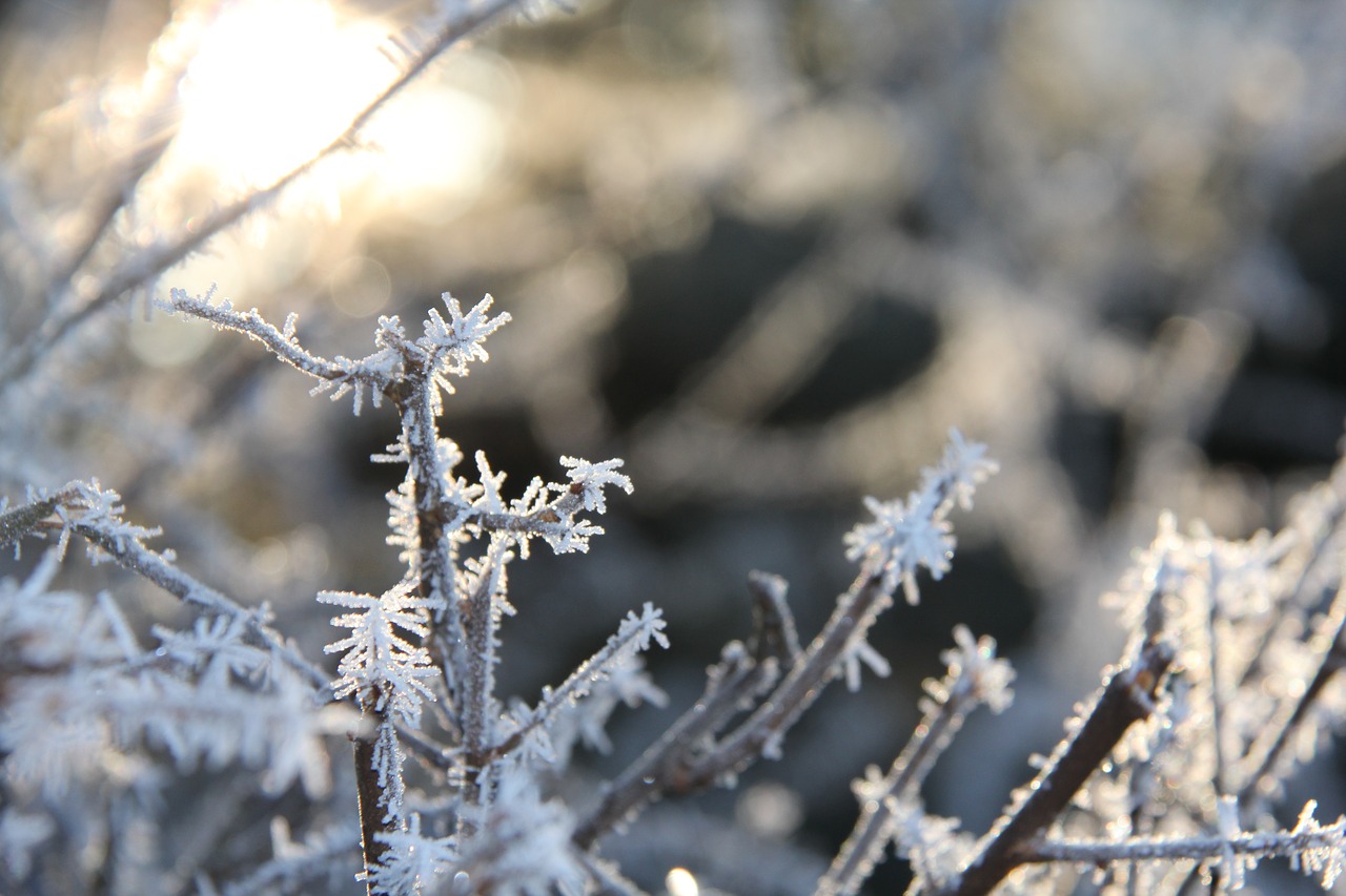 frost christmas winter free photo