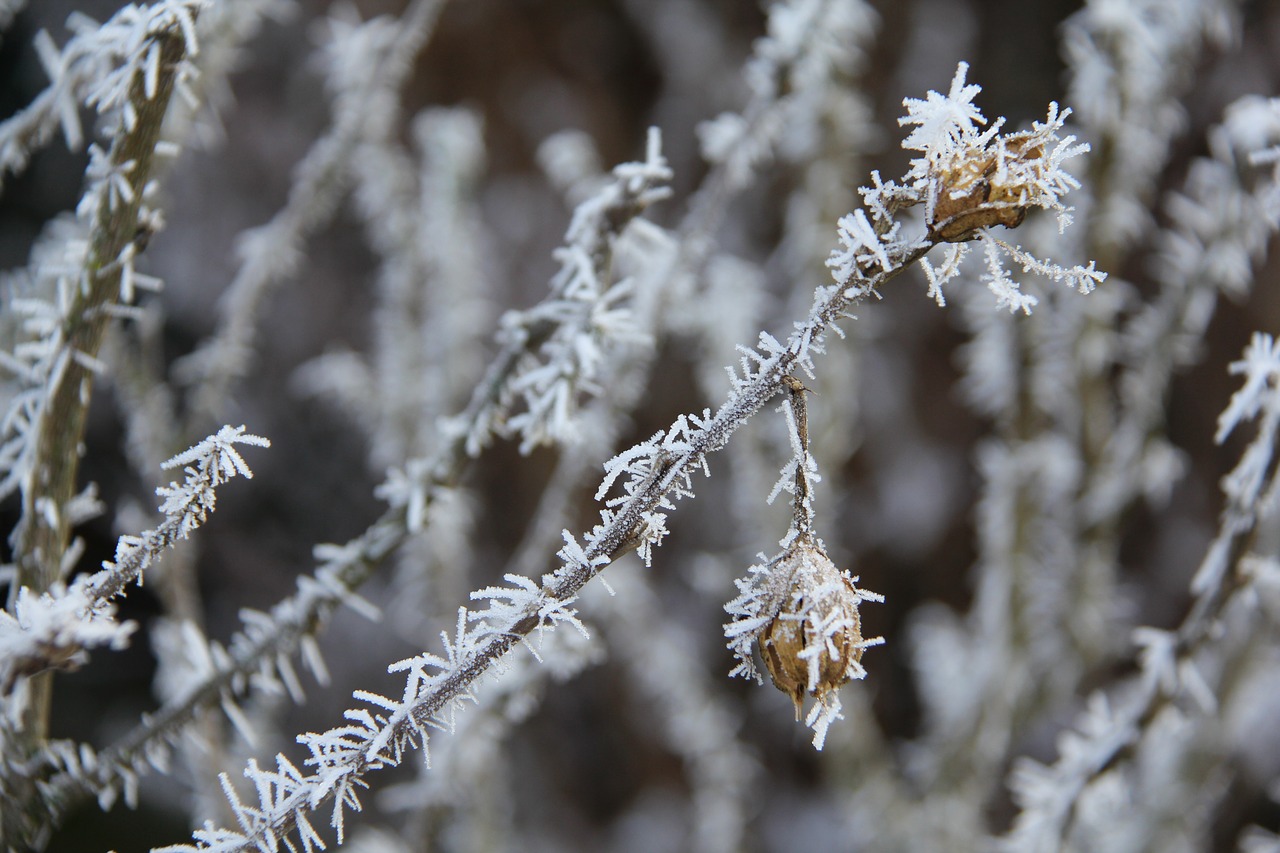 frost christmas winter free photo