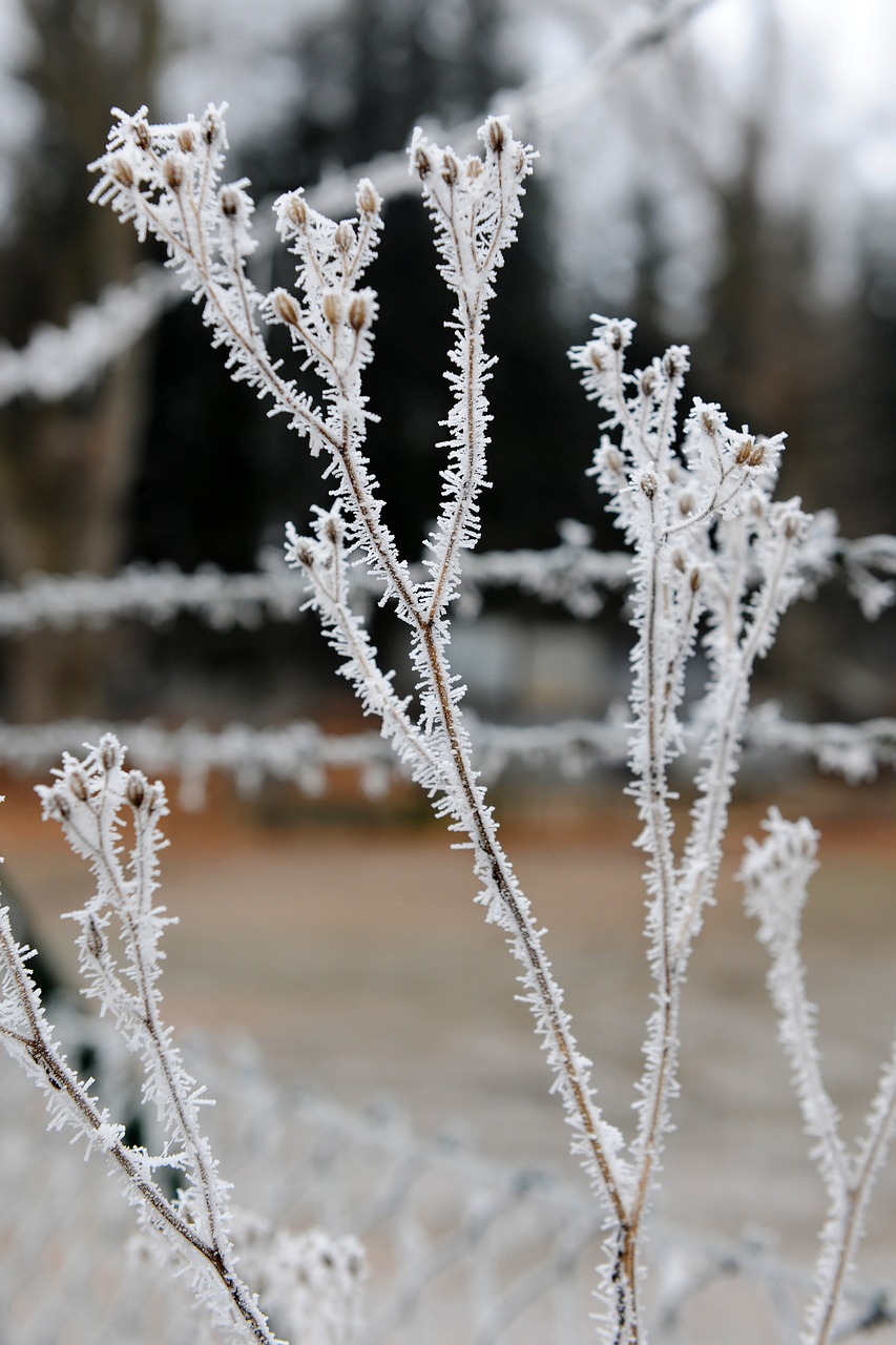 frost winter cold free photo