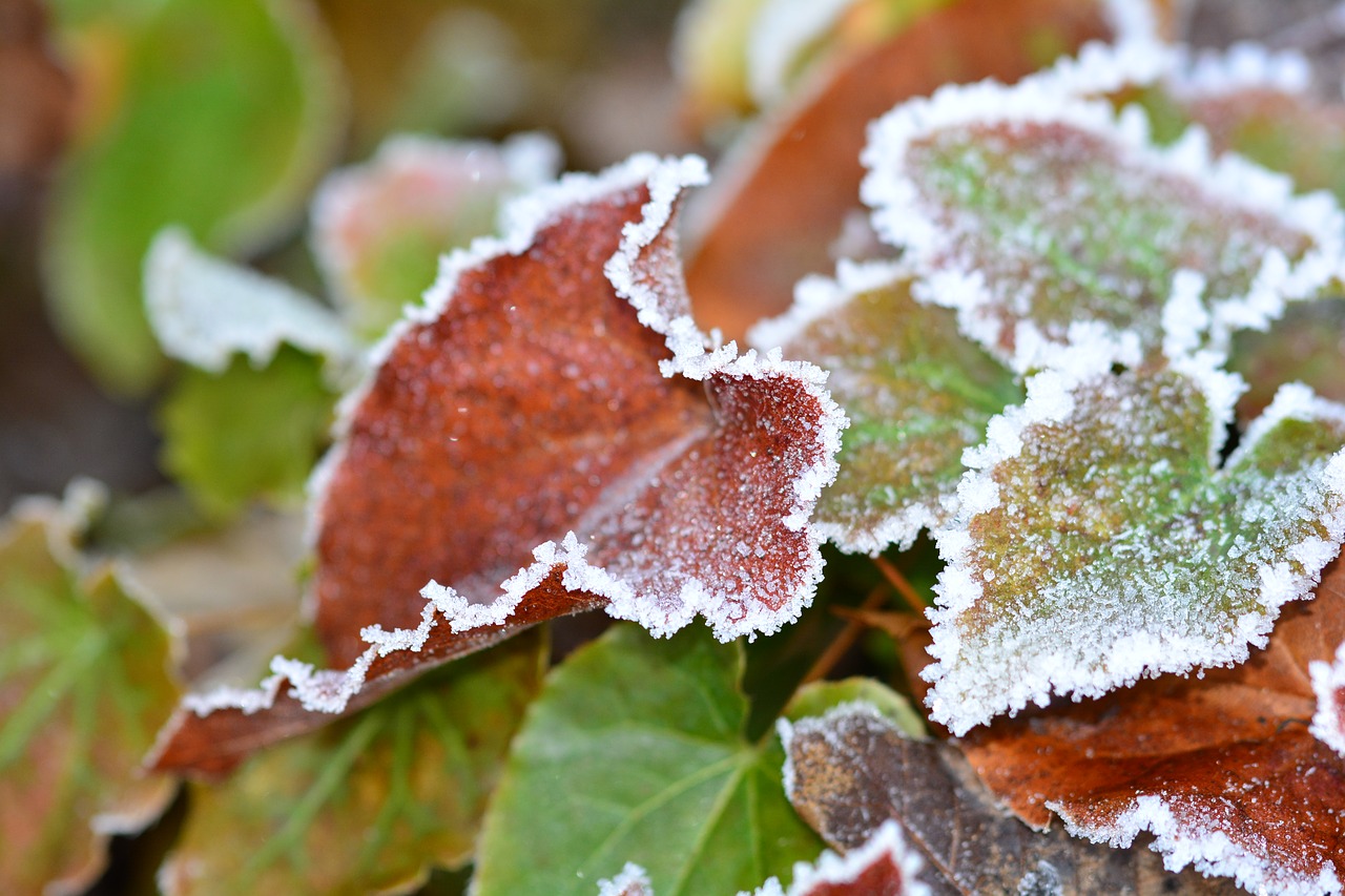 frost ripe winter free photo