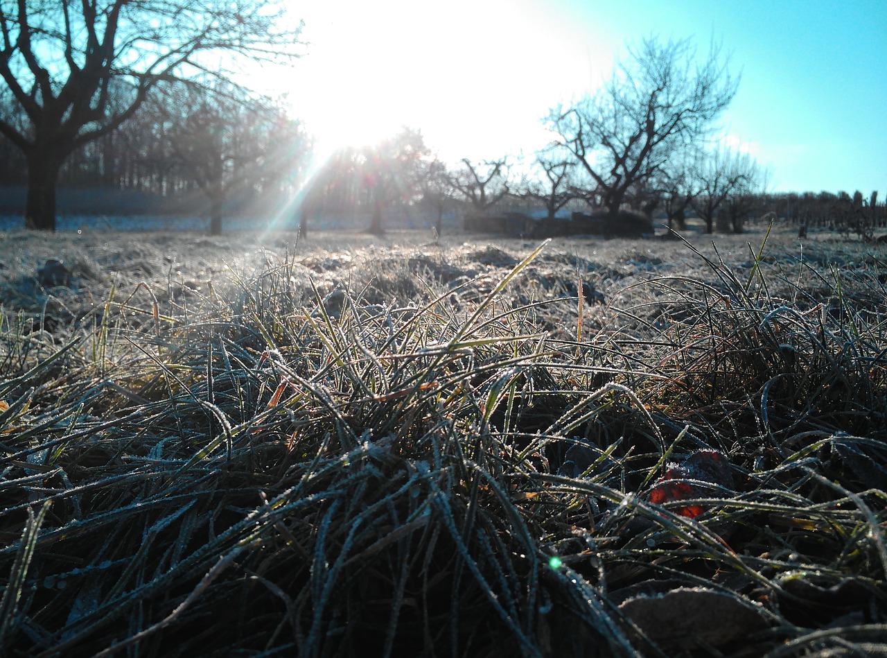 frost meadow grass free photo