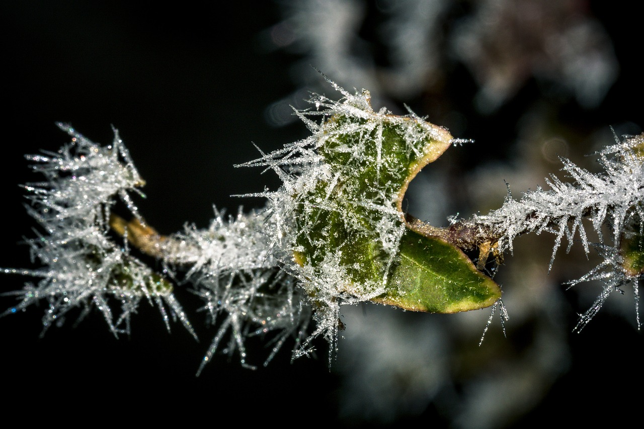 frost cold ice free photo