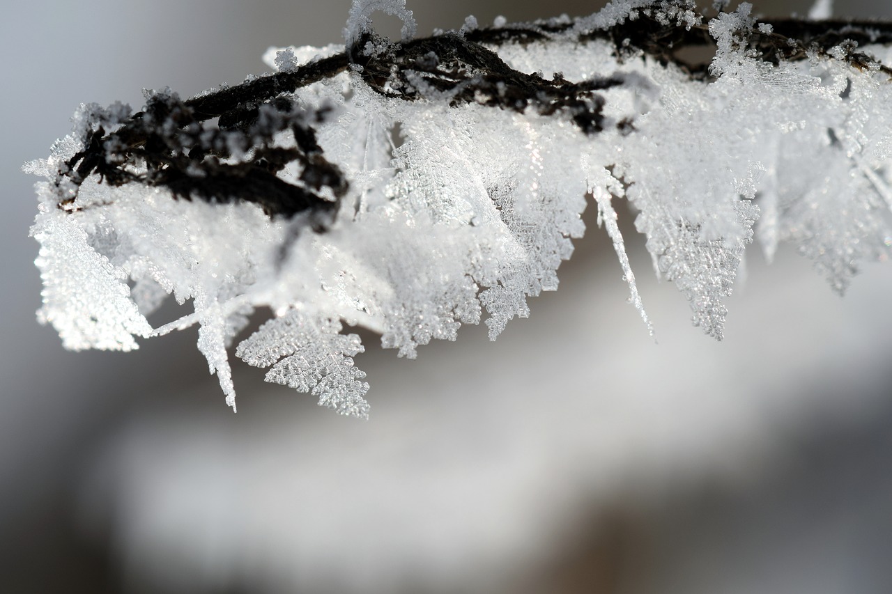 frost winter wintry free photo