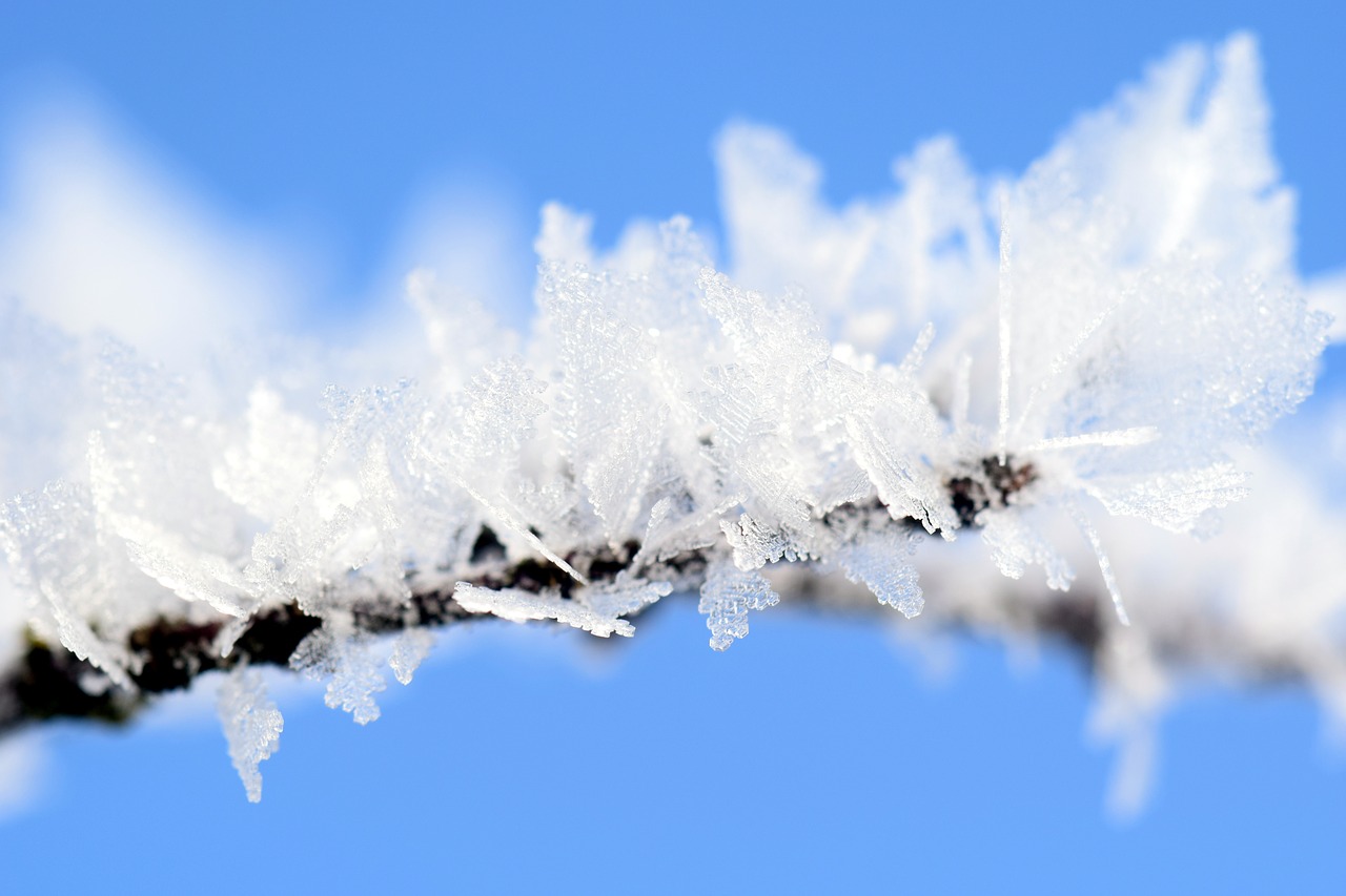 frost winter wintry free photo