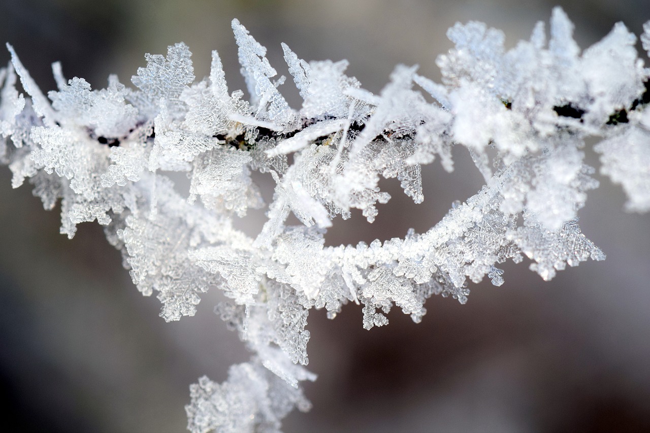 frost winter wintry free photo