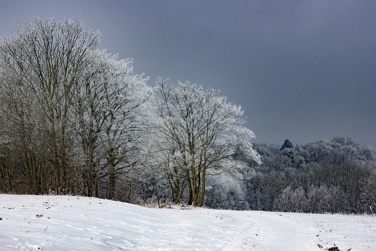 frost hoarfrost winter free photo