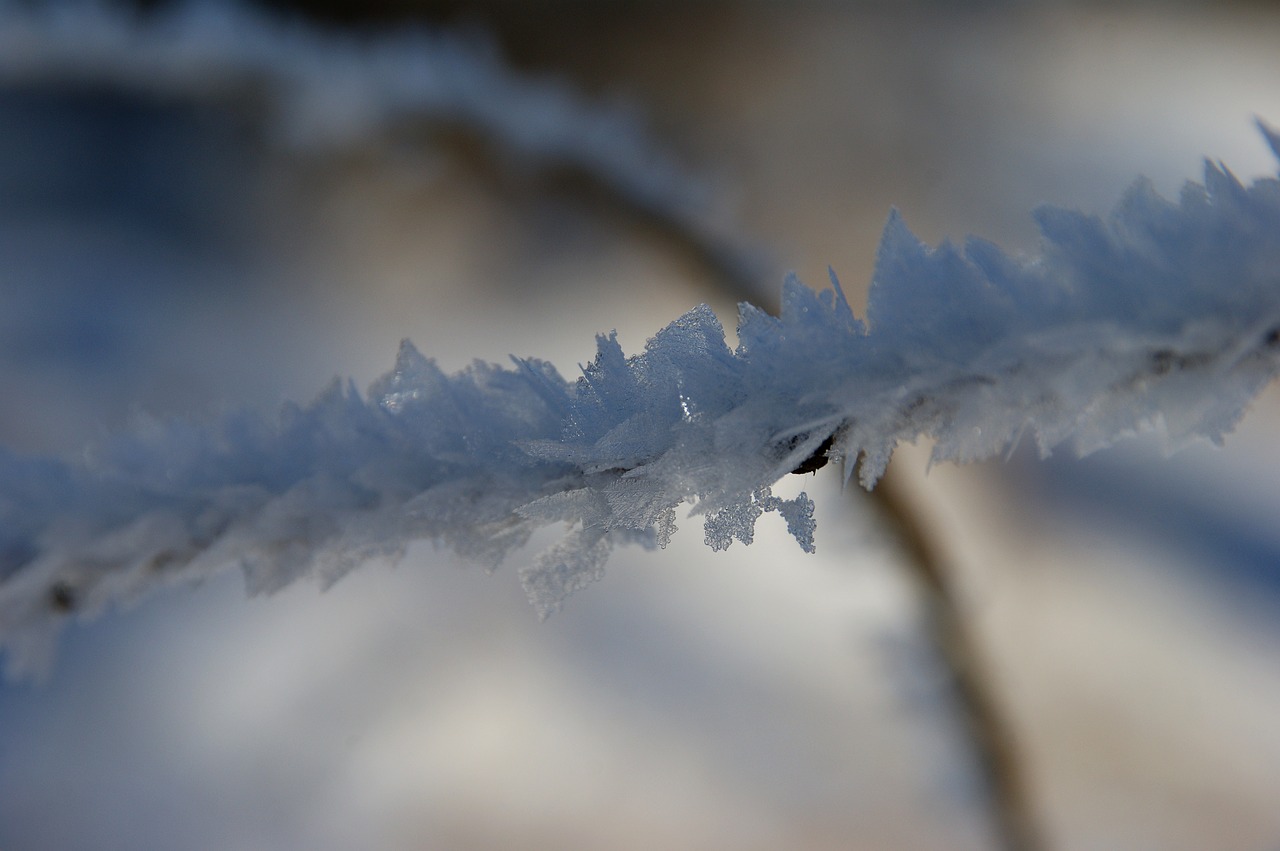 frost winter winter magic free photo