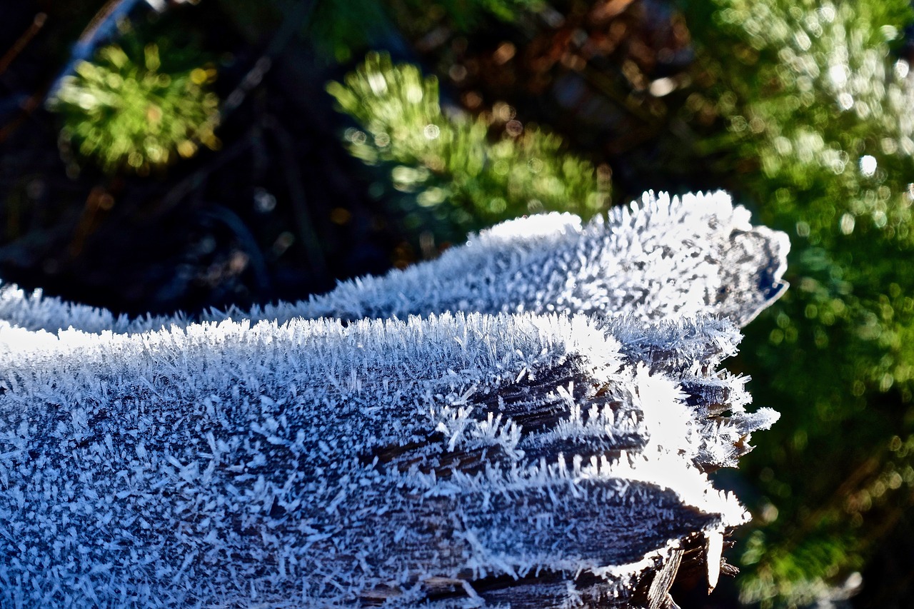 frost ice icy free photo