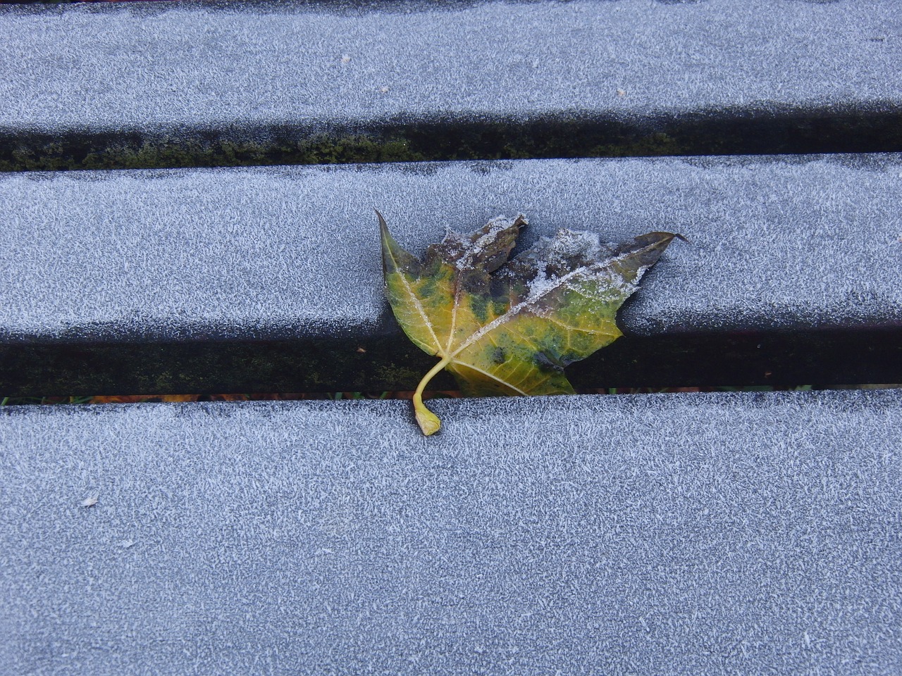 frost leaves leaf free photo