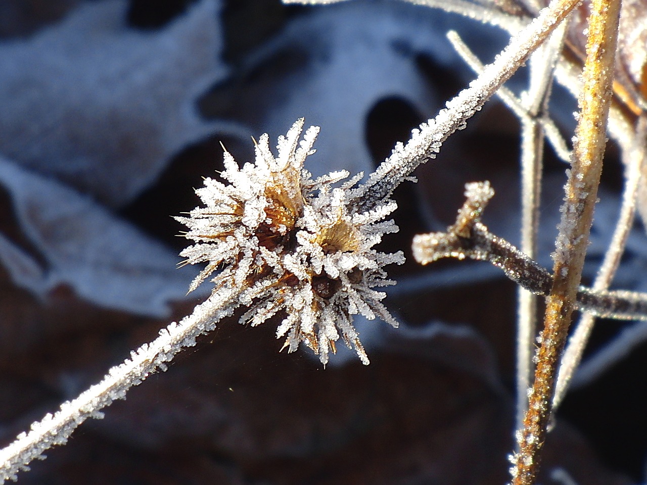 frost frozen branch frozen free photo