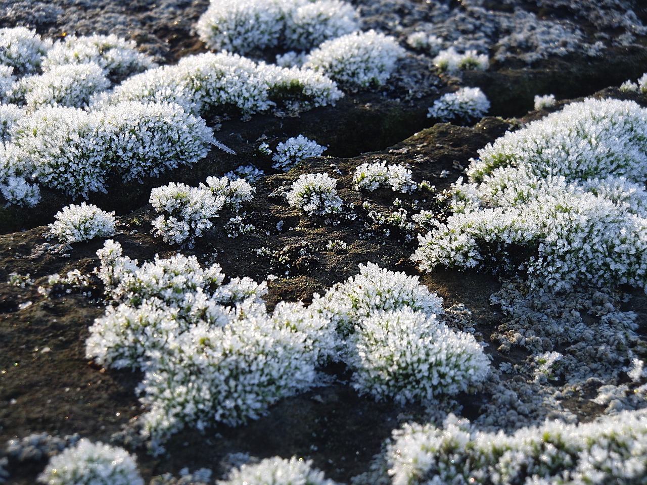 frost moss nature free photo