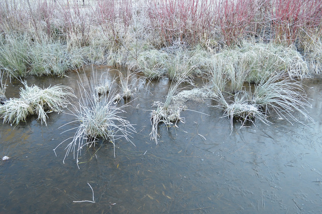 frost frozen lake winter landscape free photo