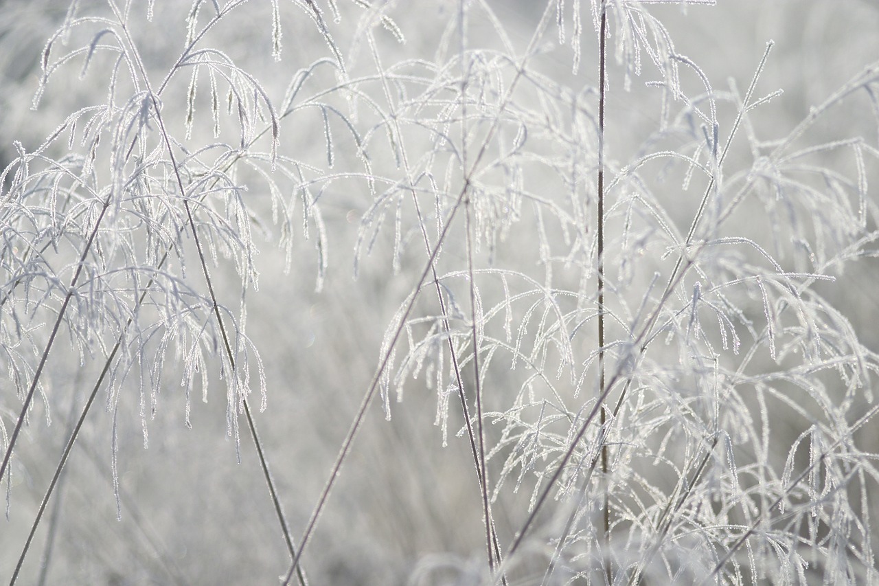 frost frosted outdoors light free photo