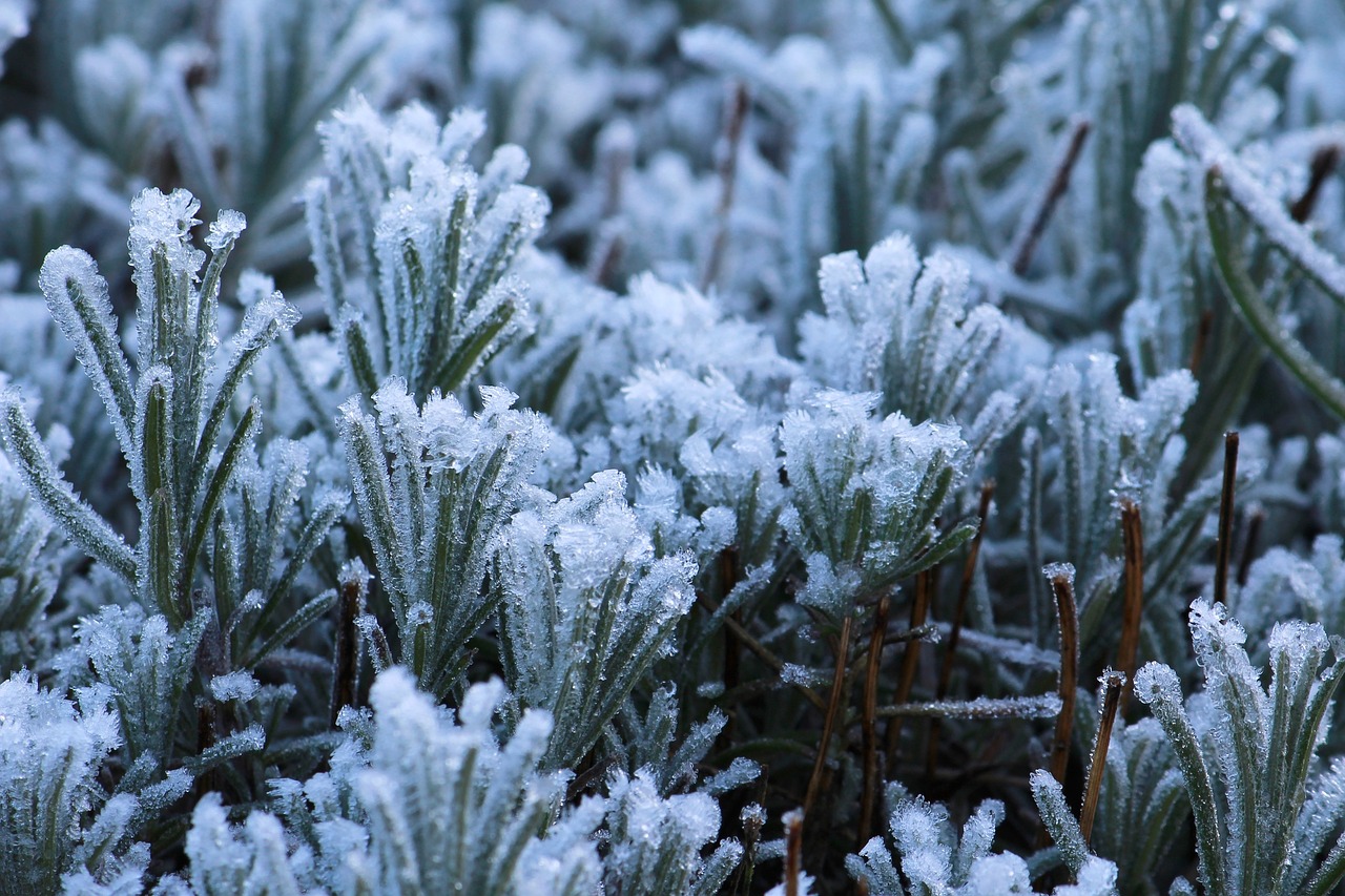 frost nature cold free photo