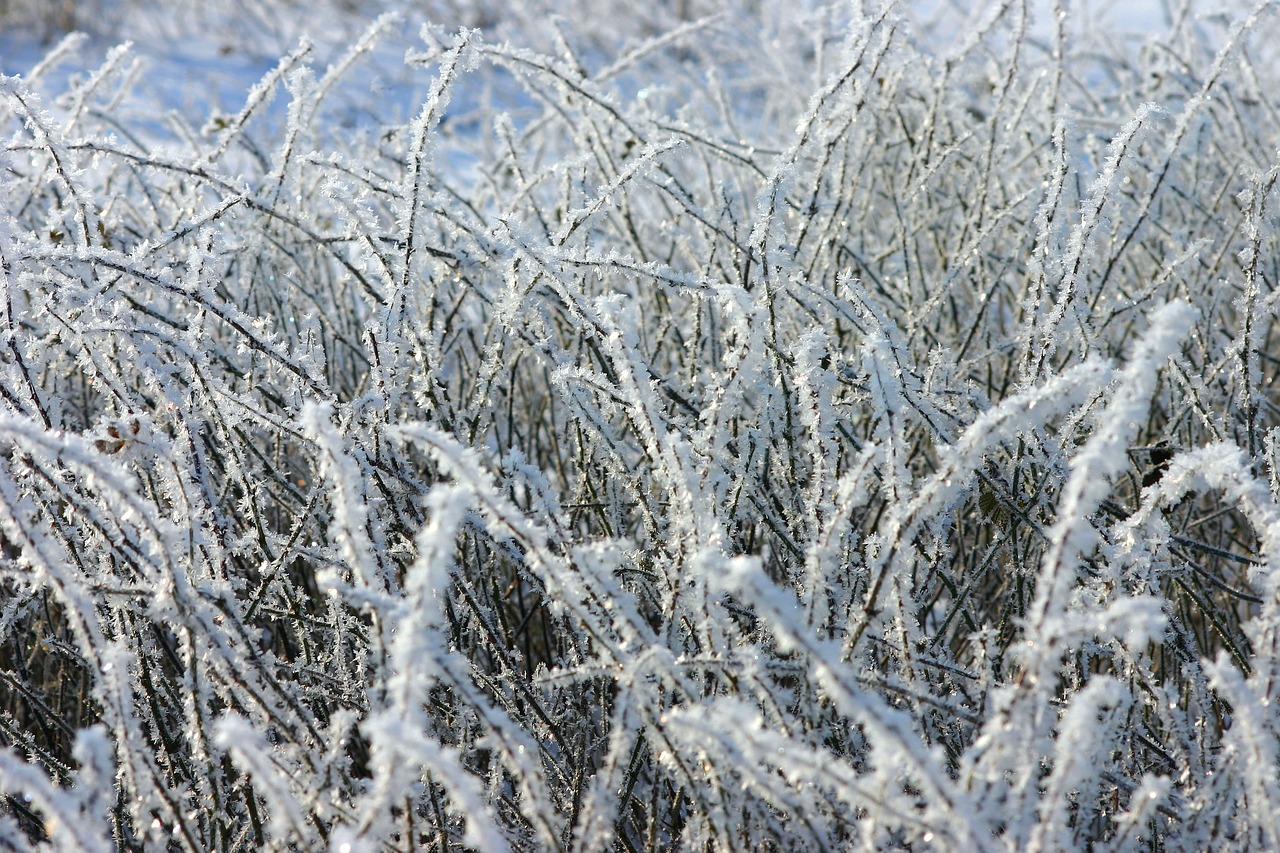 frost winter ice free photo