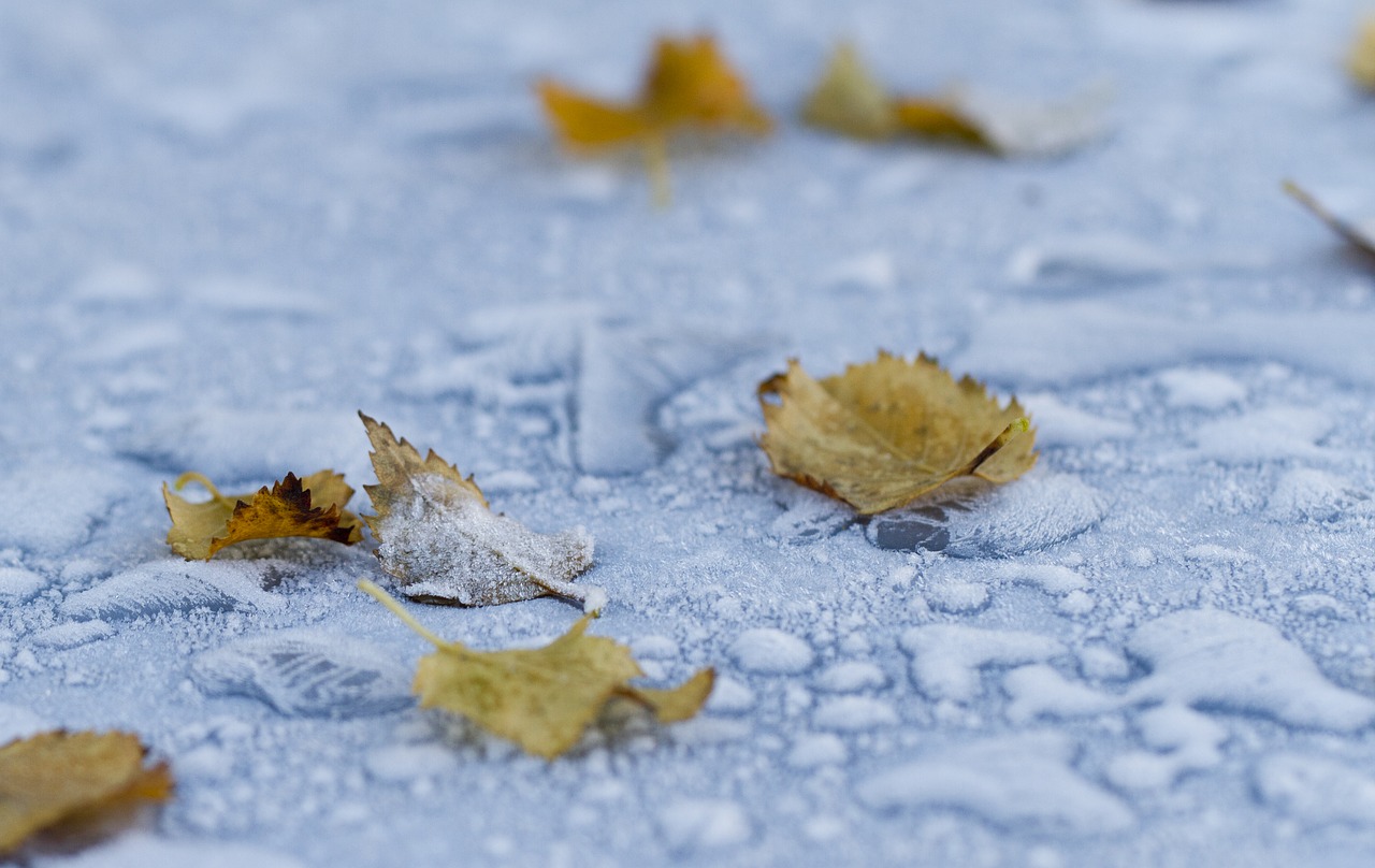 frost leaf winter free photo