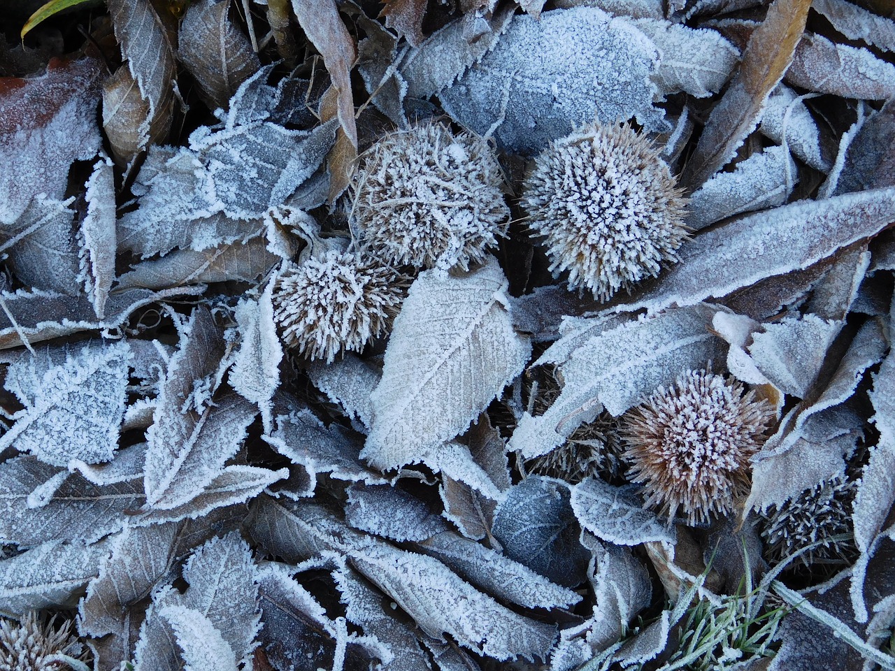 frost forest nature free photo